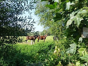 Pferde in der Parklandschaft um Münster