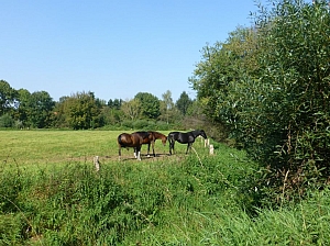 Pferde in der Parklandschaft um Münster